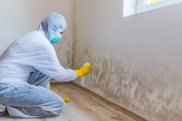 Professional mold removal team in Grass Lake