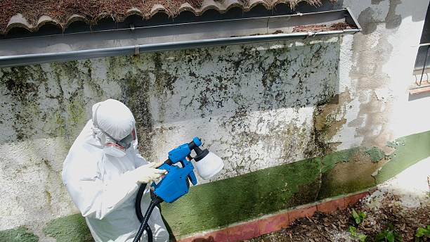 Mold Removal service in Grass Lake